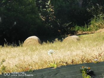 View of flowering plants on field