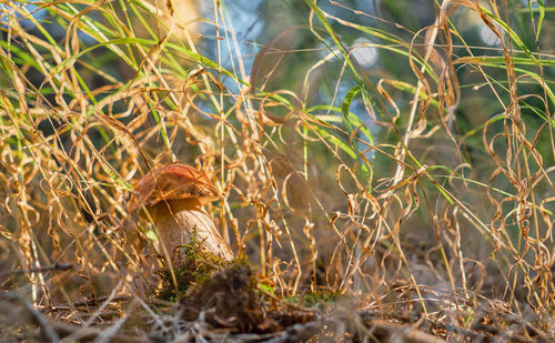 White mushroom among grass in forest floor, close-up of an autumn forest postcard with copy space. 