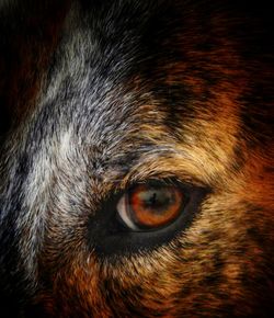 Close-up portrait of horse