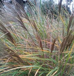 Plants growing on field