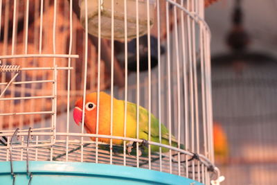 Close-up of lovebird in cage