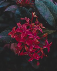 Close-up of red flowering plant