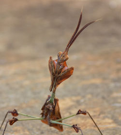 Close-up of wilted plant