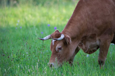 Close-up of cow on field