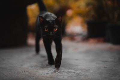 Portrait of black cat