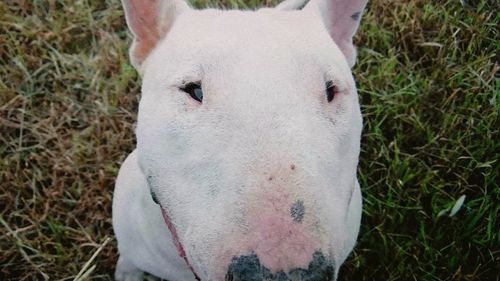 Close-up portrait of white horse on field