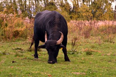 Full length of elephant walking in a field