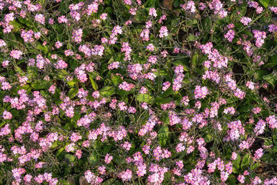 High angle view of pink flowering plant in field