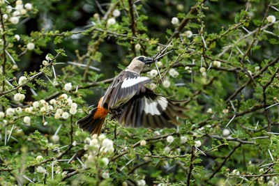 Bird flying over a tree