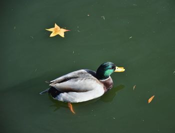 High angle view of mallard duck swimming in lake