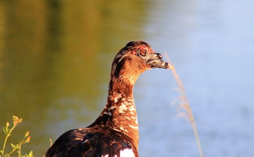 Close-up of a bird