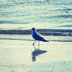 View of birds in water