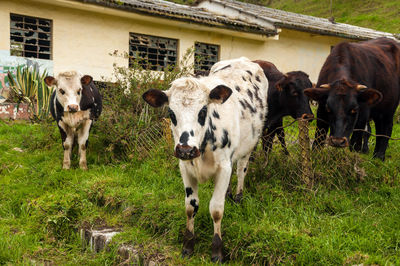 Cows on grassy field