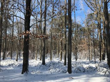 Trees in forest during winter