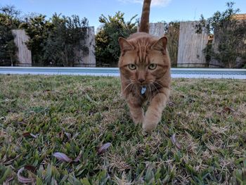 Portrait of cat on field