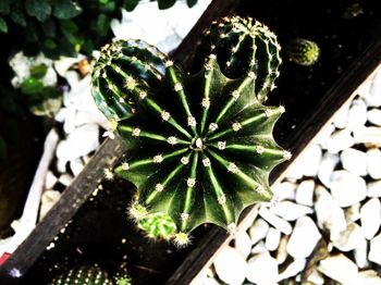 Close-up of potted cactus plant