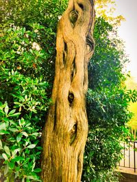 Close-up of tree trunk