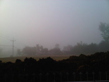 Trees in foggy weather