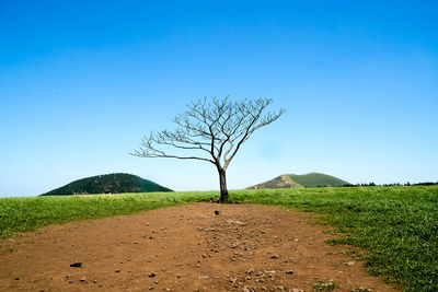 Bare tree on landscape against clear blue sky