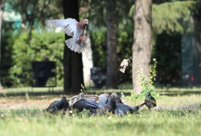 Close-up of bird on grass