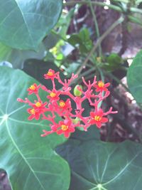 Close-up of flowers blooming outdoors