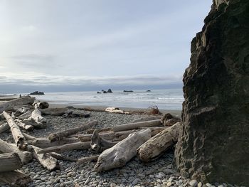 Driftwood on beach against sky