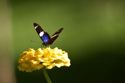 Close-up of butterfly pollinating on flower