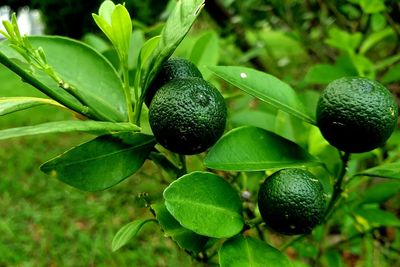 Close-up of fruits growing on plant