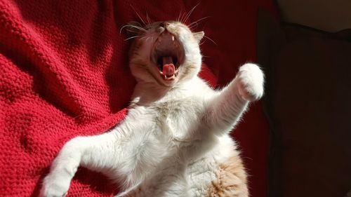 Cat yawning