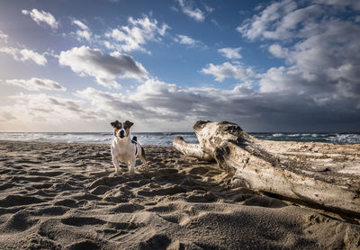 Dog on beach against sky