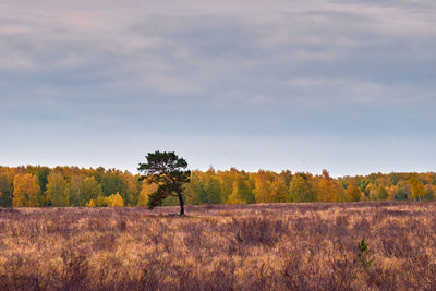 Trees on field against sky