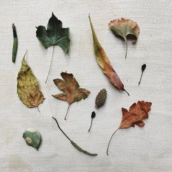 High angle view of various dried leaves on table