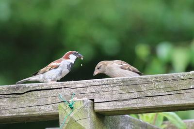 Close-up of bird perching on wood