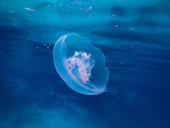 Jellyfish swimming in sea