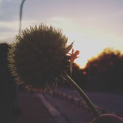 Close-up of plants against sunset