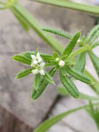 Close-up of flowering plant