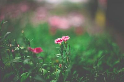 Close-up of pink flower blooming on field