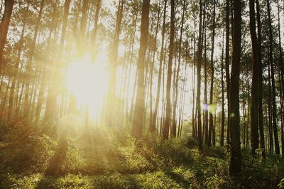 Trees in forest