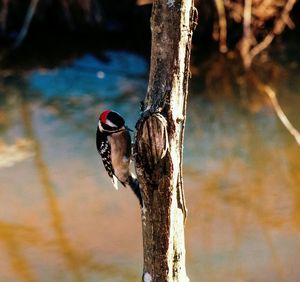 Close-up of bird perching on tree trunk