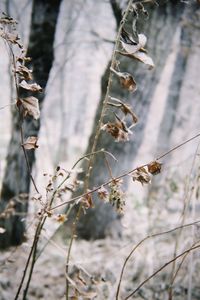 Close-up of dead plant