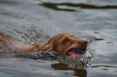 Close-up of dog with ball swimming in lake