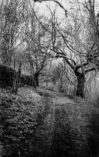Close-up of bare trees against sky