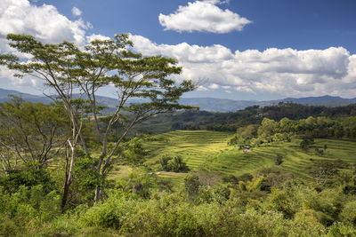 Scenic view of agricultural field against sky