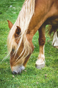 Close-up of a horse grazing in field