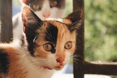 Close-up portrait of cat