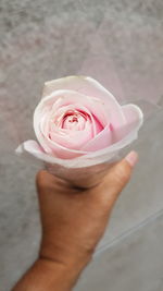 Close-up of hand holding pink rose