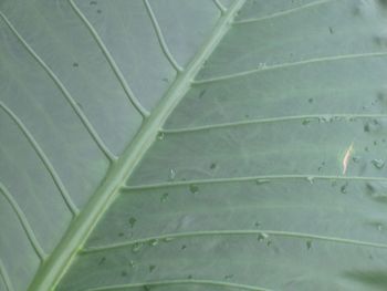 Full frame shot of green leaf