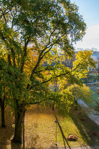 Trees in autumn
