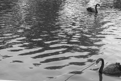 High angle view of ducks swimming in lake