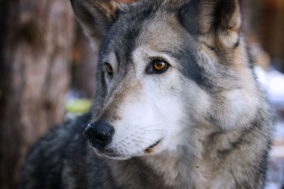 Close-up portrait of a dog